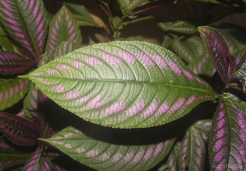 Perilepta auriculata leaf6.jpg